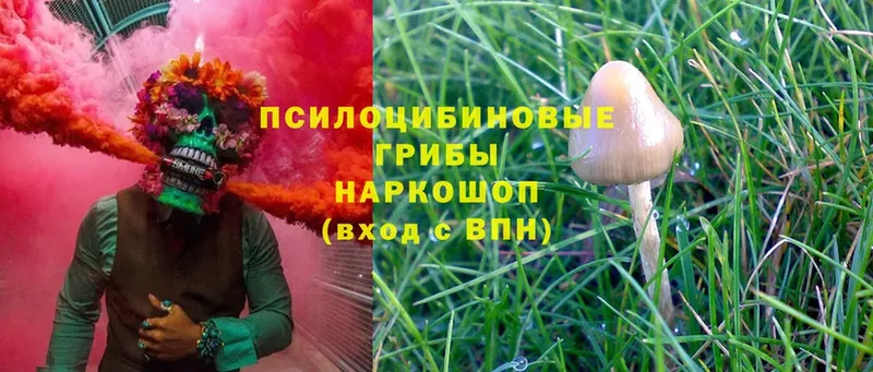 купить наркоту  Карабулак  Псилоцибиновые грибы MAGIC MUSHROOMS 